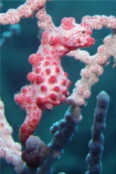 This 5 milimeter big Pygmy Seehorse i have shot in Bali, ... by Alexander Evengroen 
